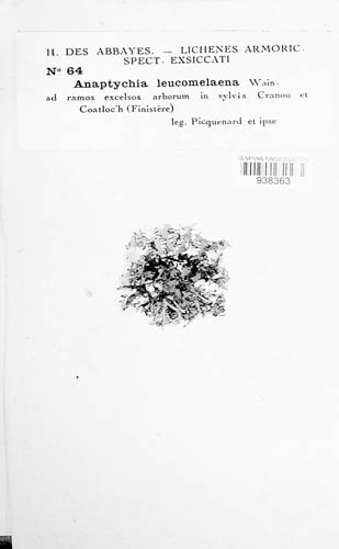 Anaptychia leucomelaena image